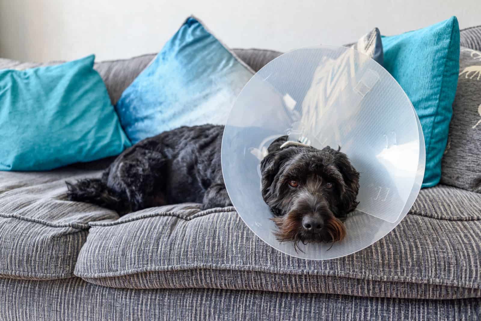 dog with a cone of shame resting on a couch