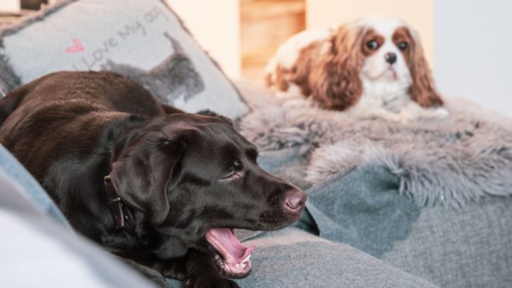 My Dog Sounds Like He Has A Hairball: Causes And Solutions