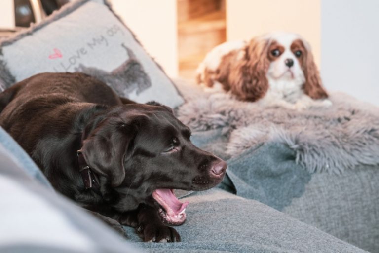 brown labrador coughing pn the couch athile englsih cavalier looking at him