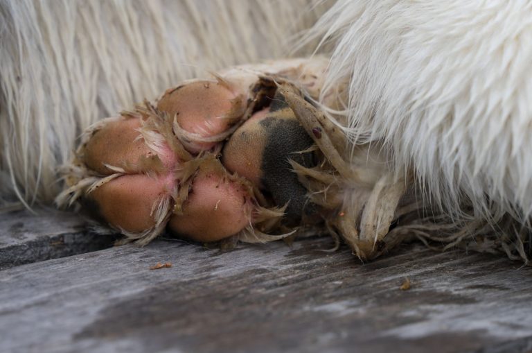 dog with pink paws