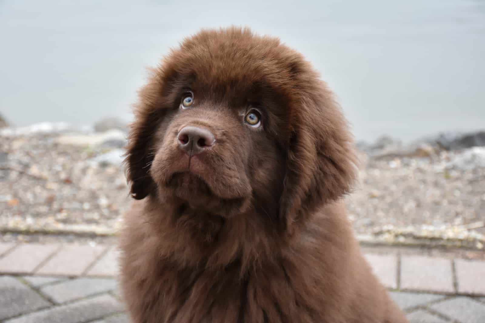 Newfie puppy looking up