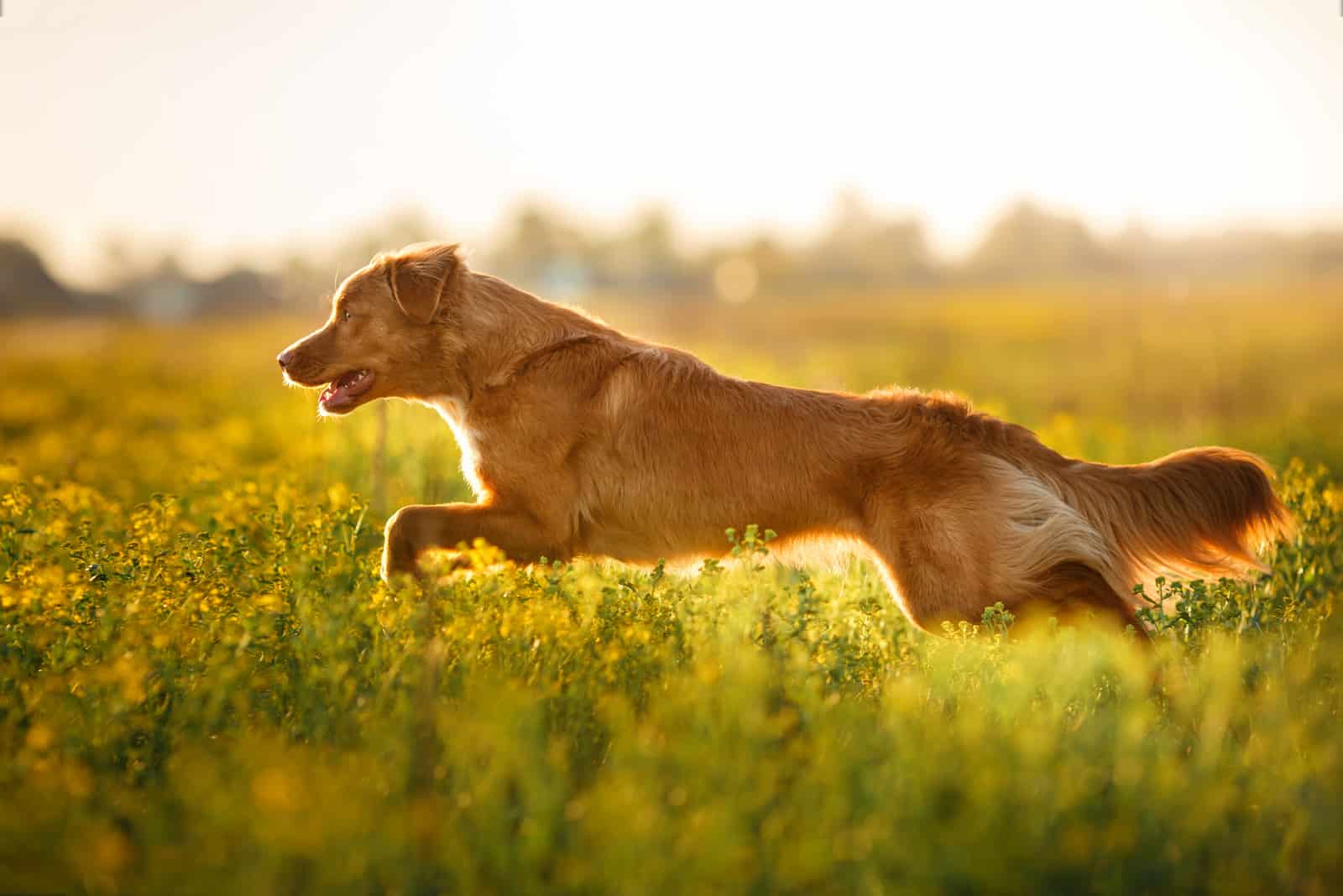 Nova Scotia Duck Tolling Retriever running in field