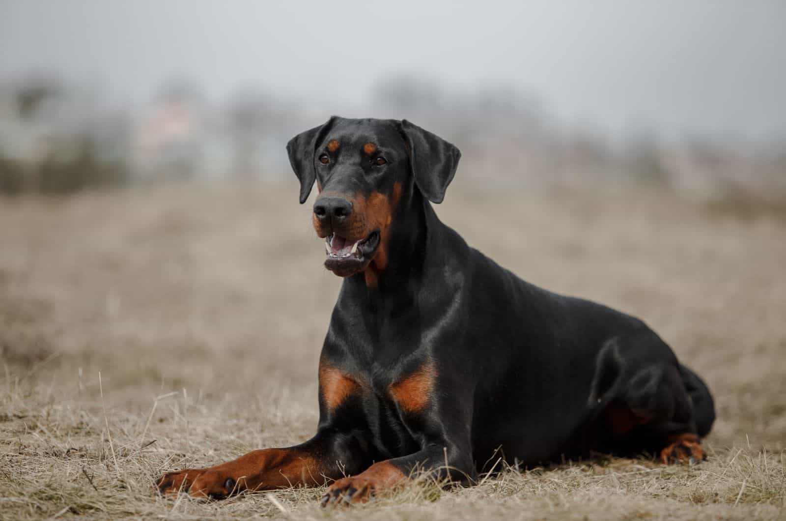 Old Doberman dog sitting on grass in autumn