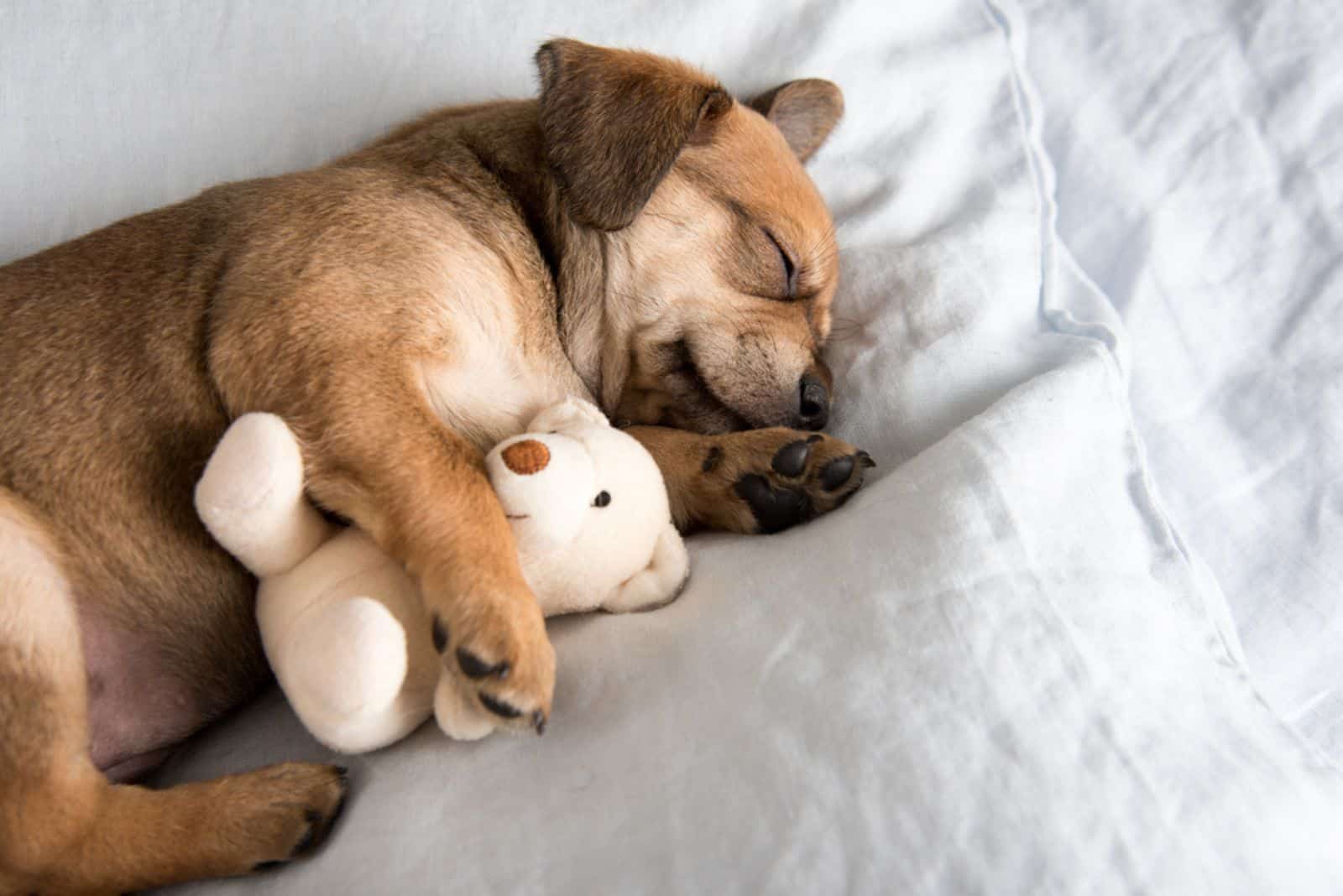 One Month Old Terrier Mix Puppy Sleeping in Bed with Favorite Toy