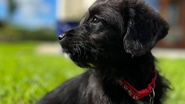 Only These 5 Corgipoo Breeders Make The Cut