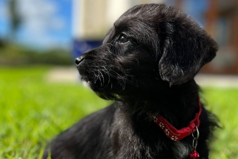 cute black corgipoo