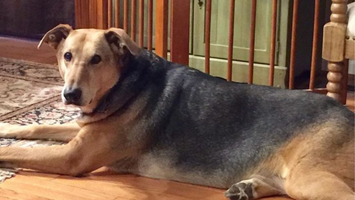 Owning A German Shepherd Greyhound Mix: What’s It Like?