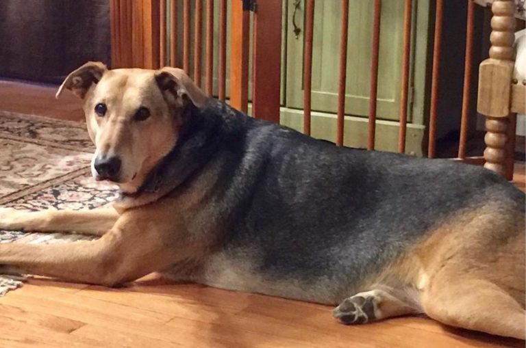 german shepherd greyhound mix