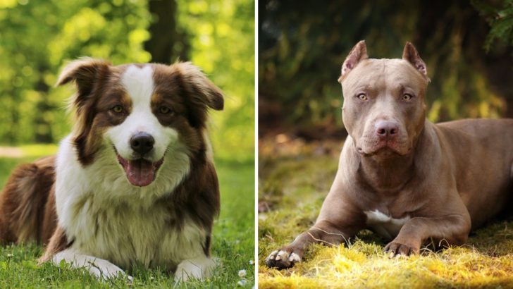Pitbull Australian Shepherd Mix: Meeting Your New Buddy