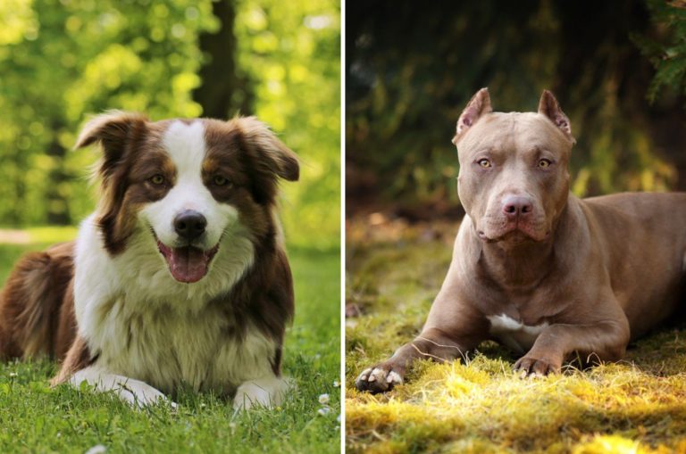 pitbull australian shepherd mix