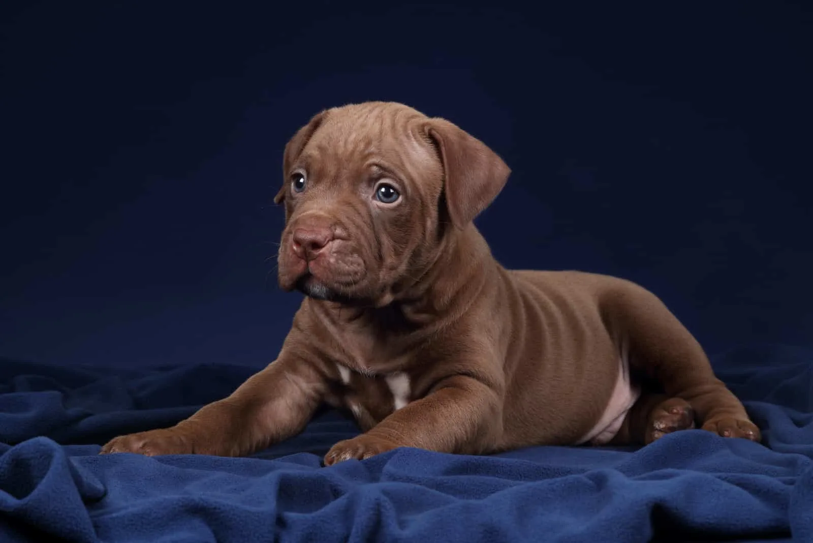 Pitbull puppy posing for photo