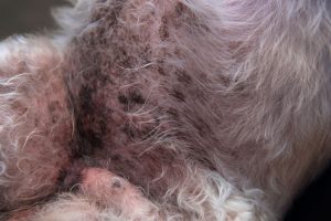 Uncover The Truth About Those Black Spots On Dog Belly - u4do4t2