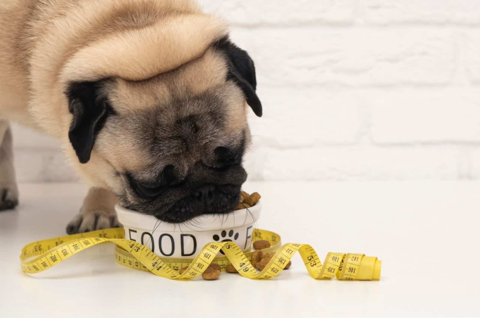 pug eating from a bowl