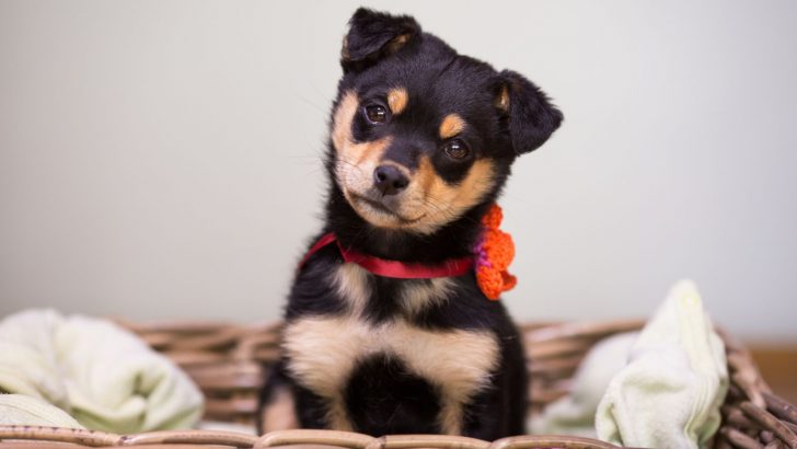 Pug Rottweiler Mix: The Charisma Is The It Factor