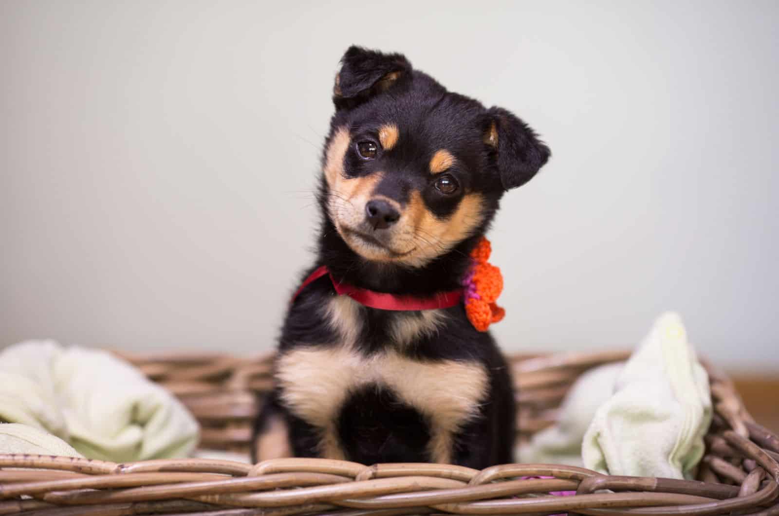 Pug Rottweiler Mix: The Charisma Is The It Factor