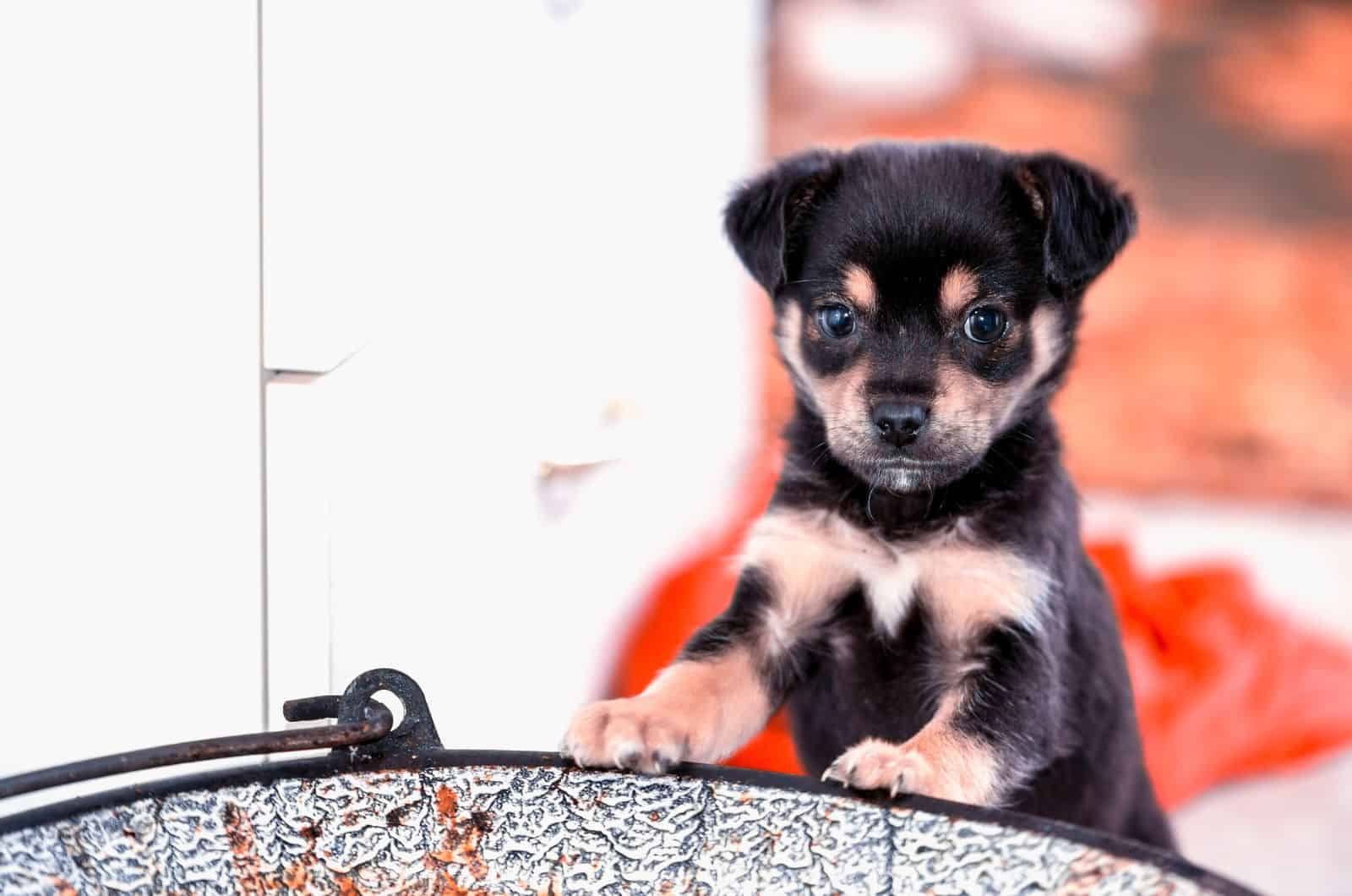 Pug Rottweiler Mix puppy