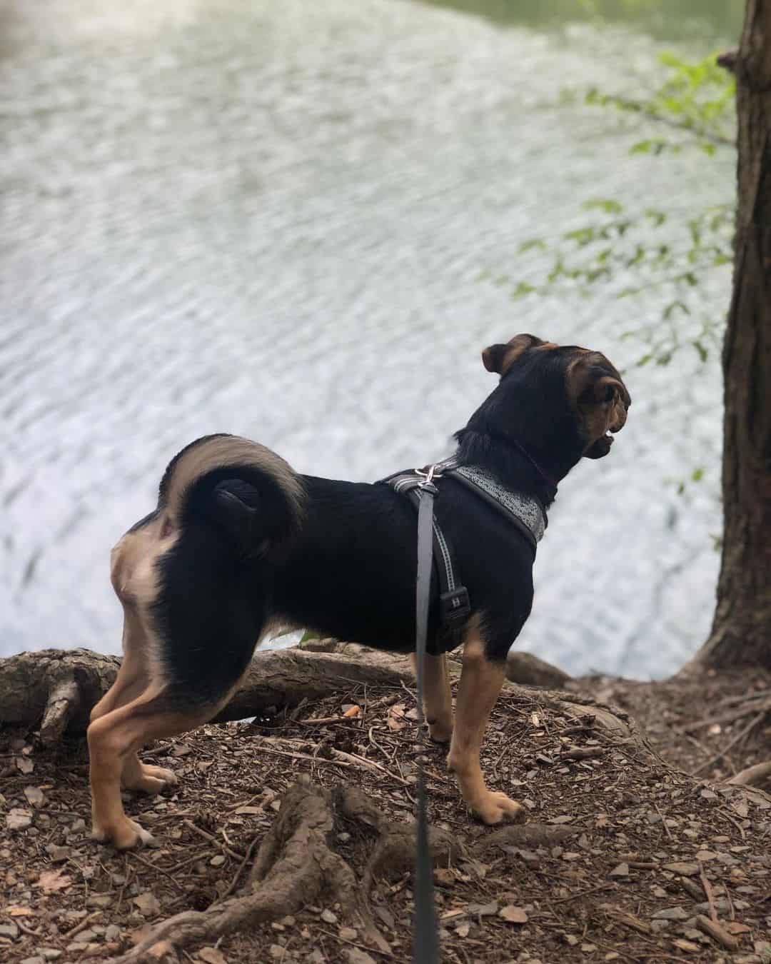 Pug Rottweiler Mix stanidng outside