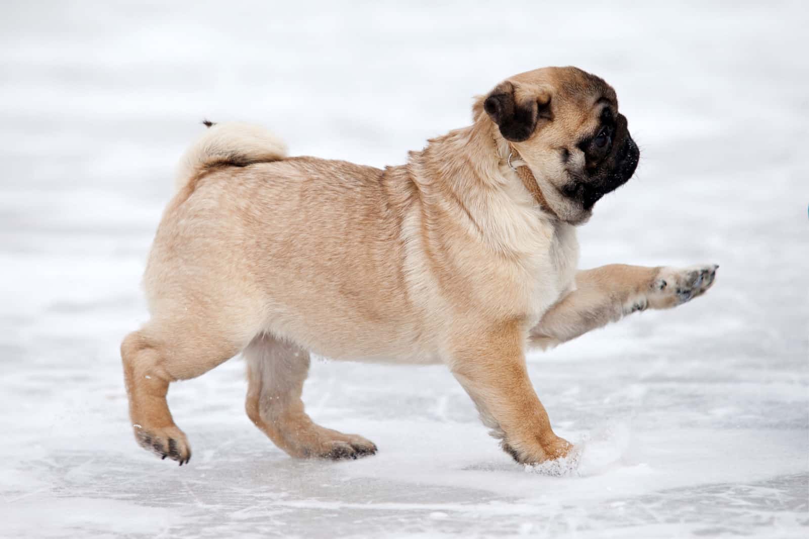 Pug dog on white snow