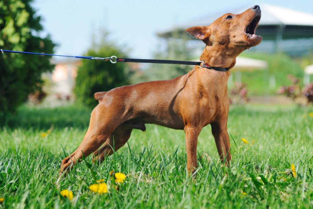 Puppy of Miniature Pinscher barking