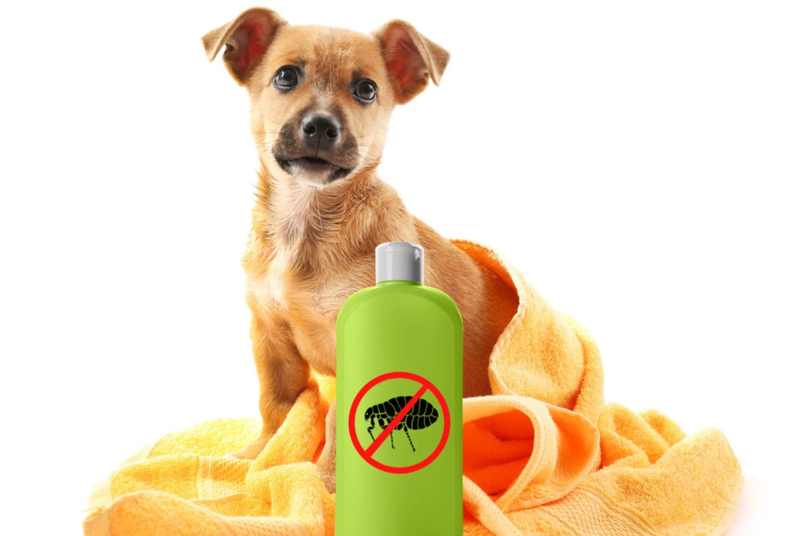 Puppy with towel and bottle of flea shampoo