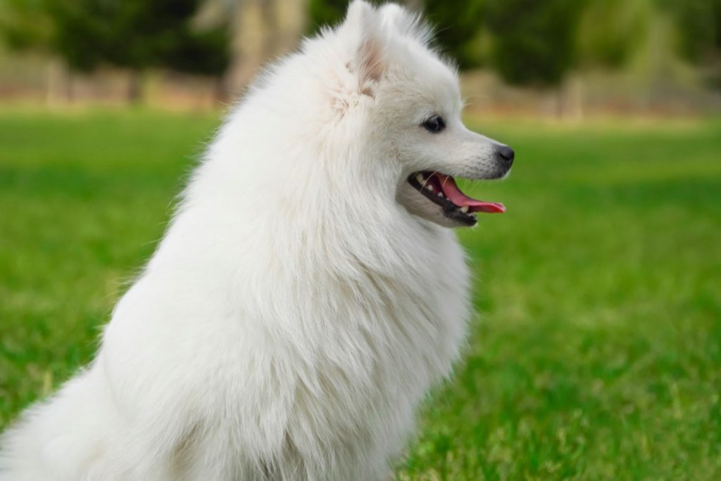 3 Japanese Spitz Breeders In The U.S. Rare And Precious