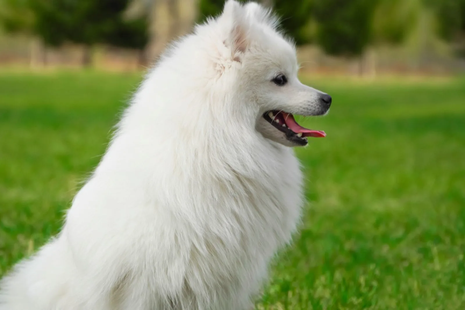 Purebred Japanese Spitz in the park