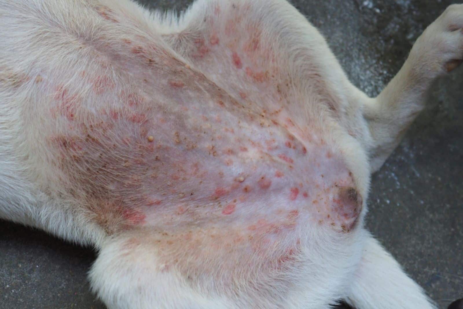 Pustules and dermatitis in dog