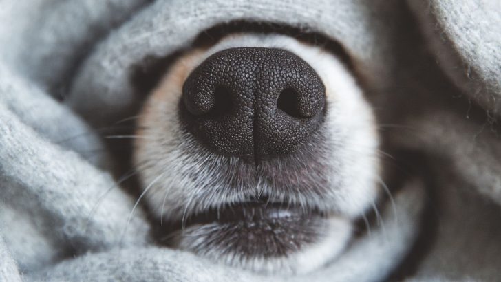 Ranking Crusty Dog Nose Causes From Least To Most Serious