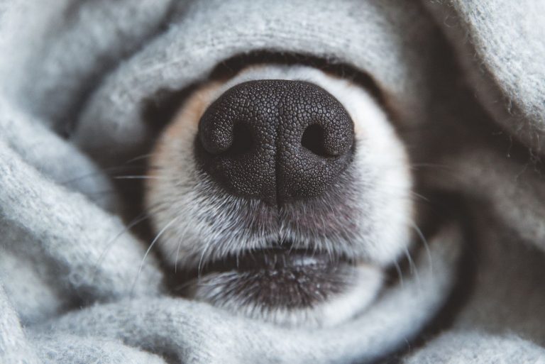 a dog's nose