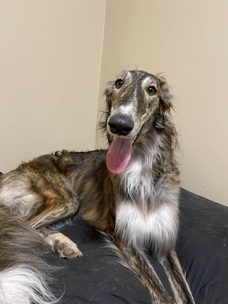 Red Brindle Borzoi