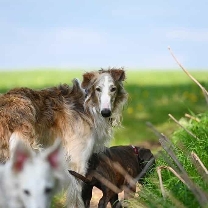Red Brindle borzoi