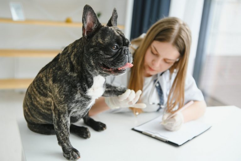 Veterinarian doctor with French bulldog at vet ambulance