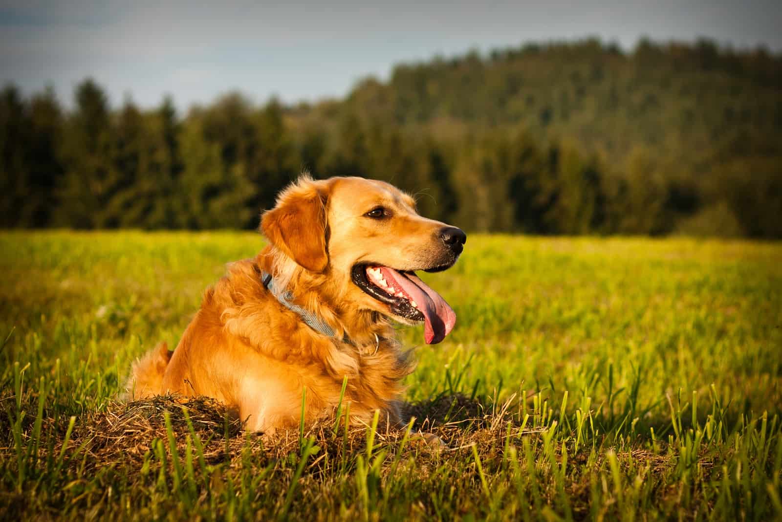 Red Golden Retriever sitting on grass looking away