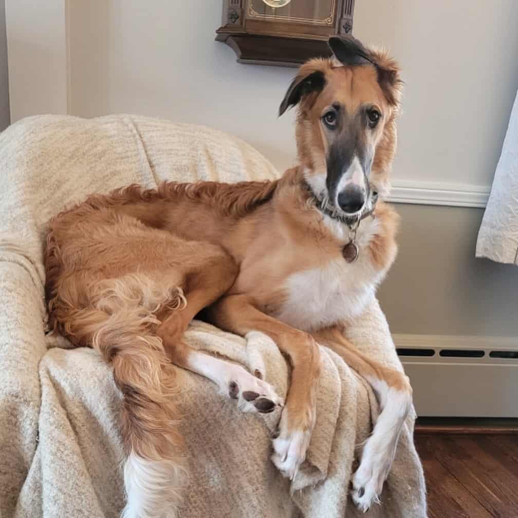 Red borzoi
