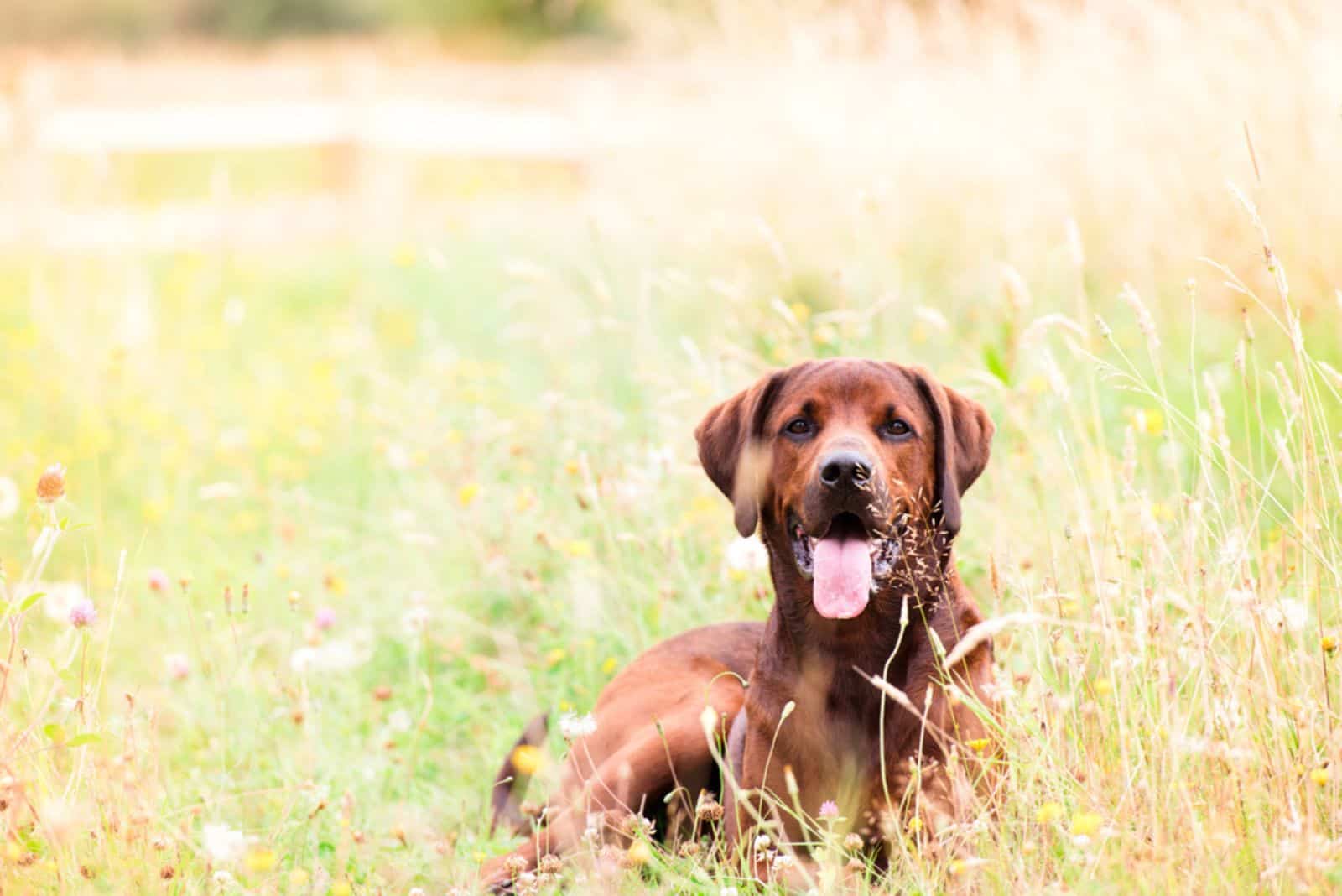 Redbone Coonhound lying in the grass