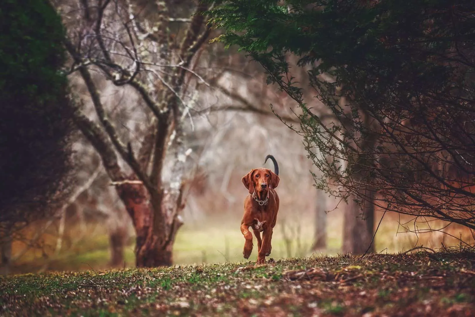 Redbone Coonhound runs through the woods