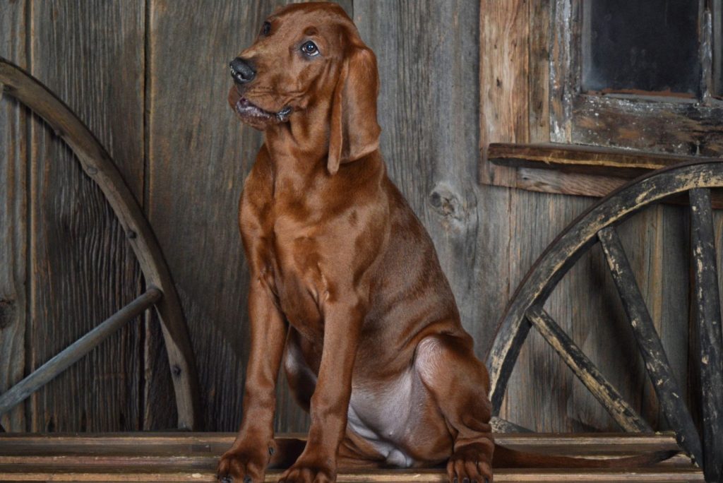 5 Best Redbone Coonhound Breeders In The US