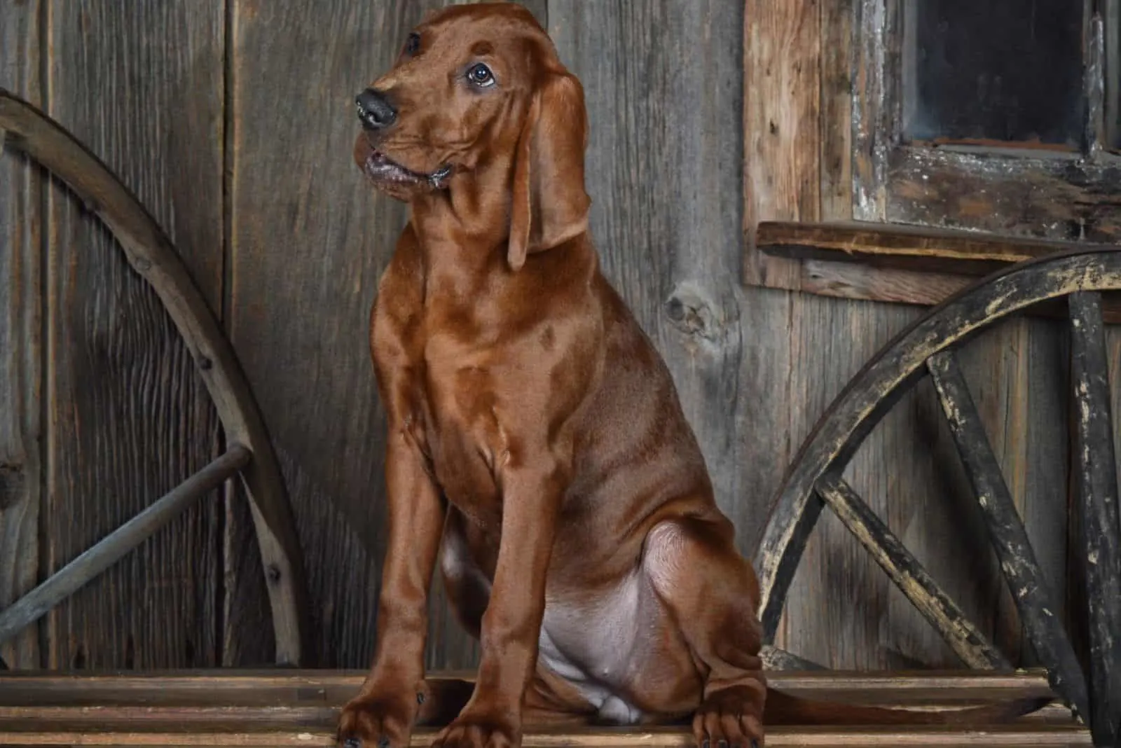 Redbone Coonhound sitting on a wooden bench