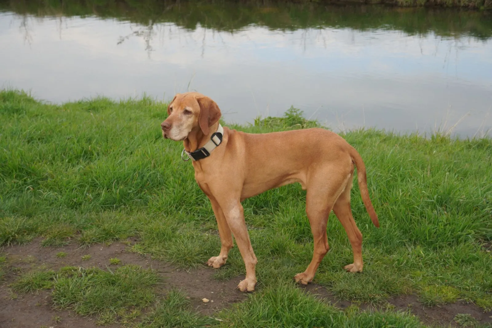 Redbone Coonhound standing by the lake