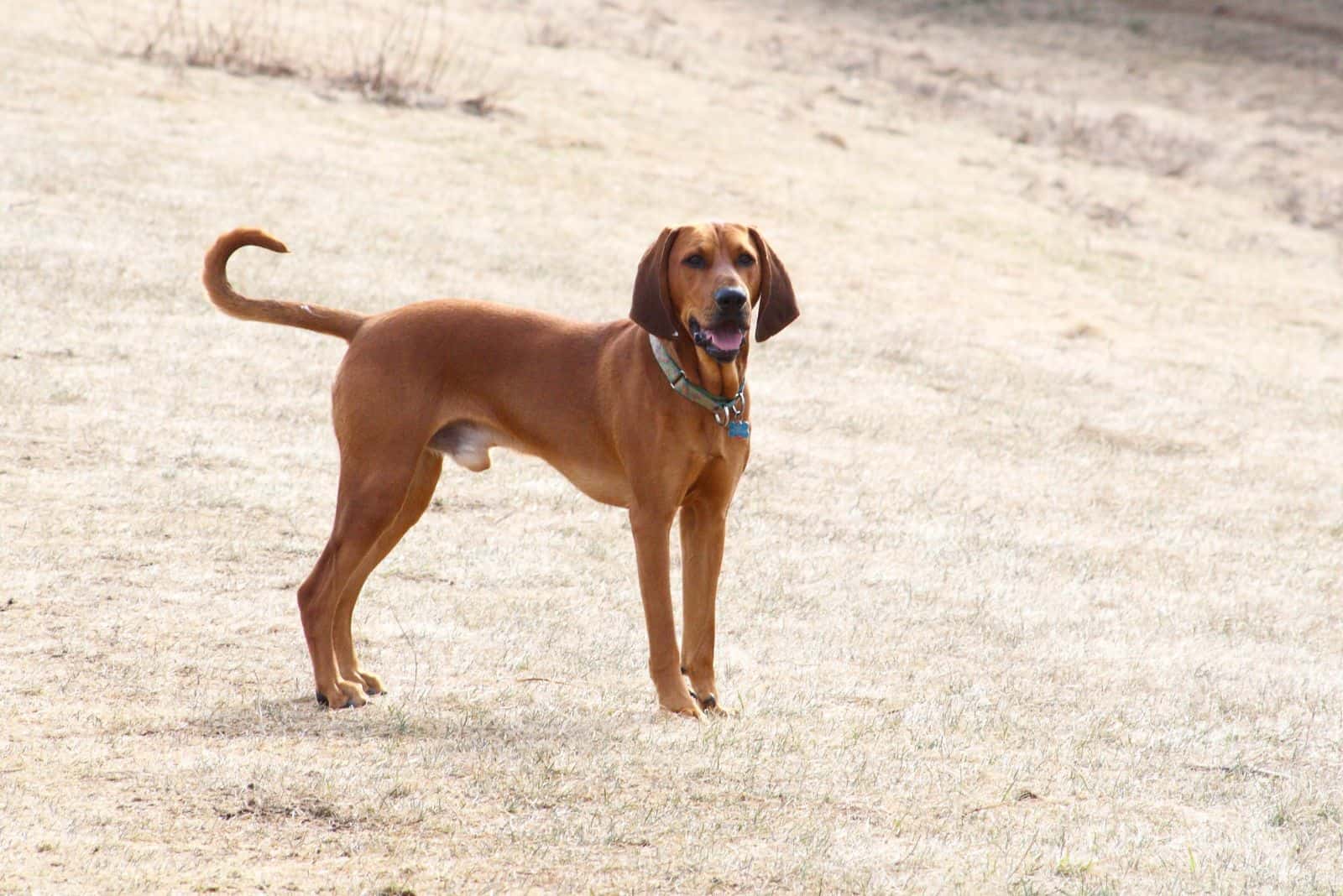 Redbone Coonhound standing in a field