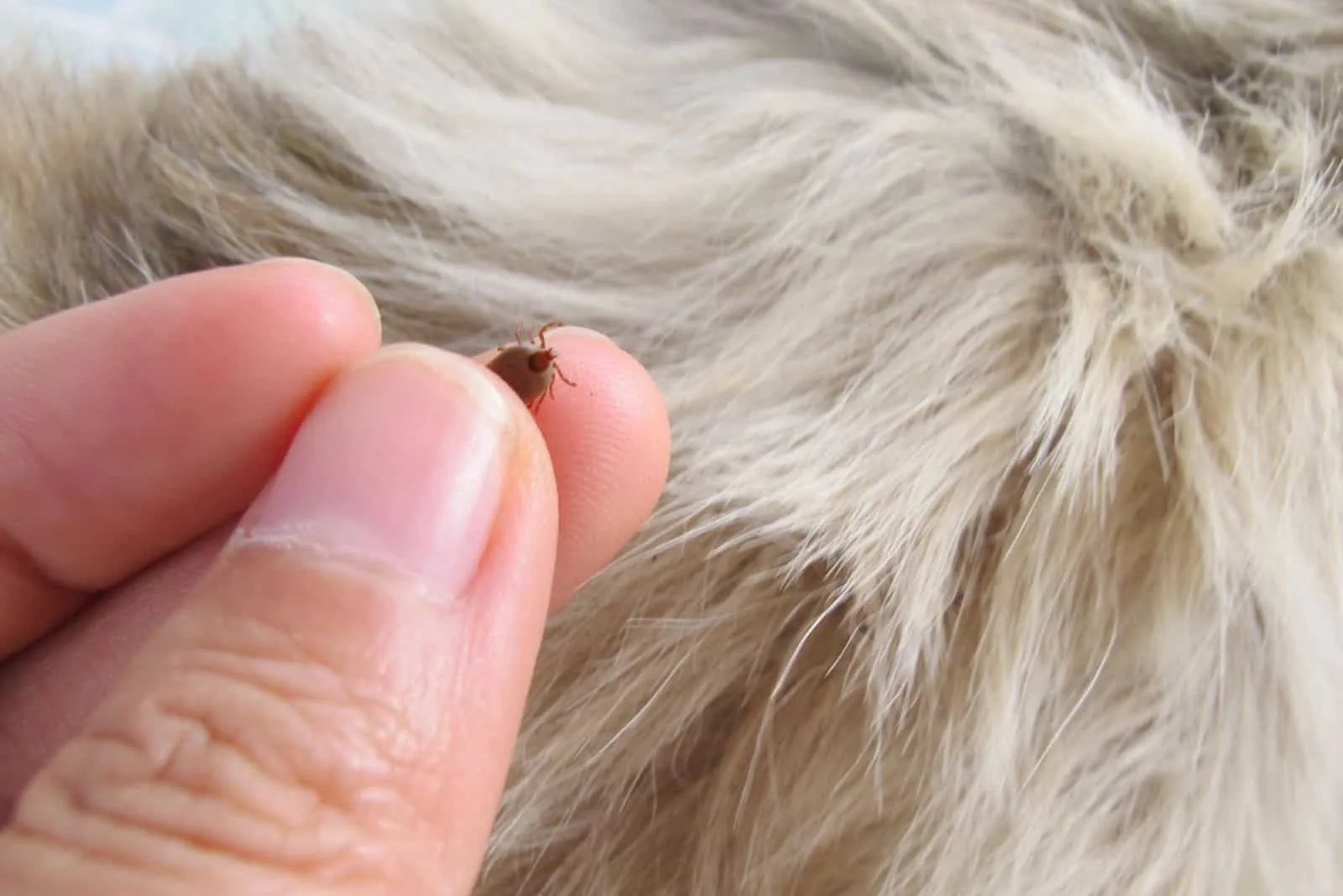 Remove tick out of dog by human fingers 