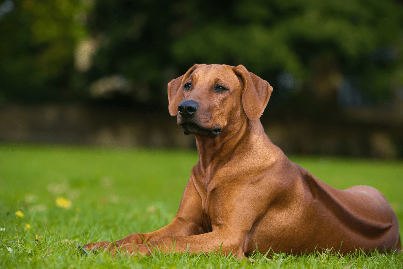 Rhodesian Ridgeback puppy lying on the grass