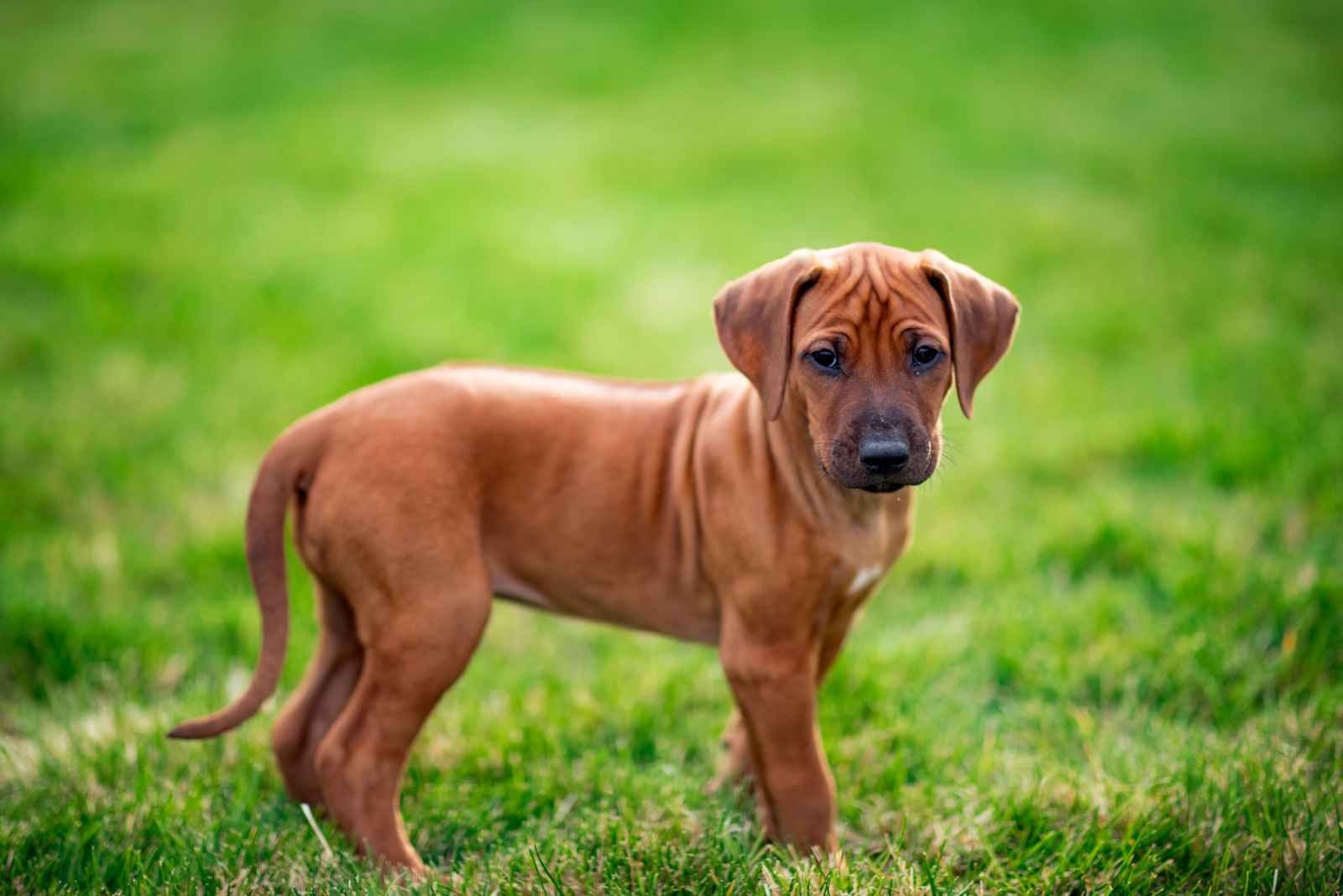 Rhodesian Ridgeback puppy standing in a field