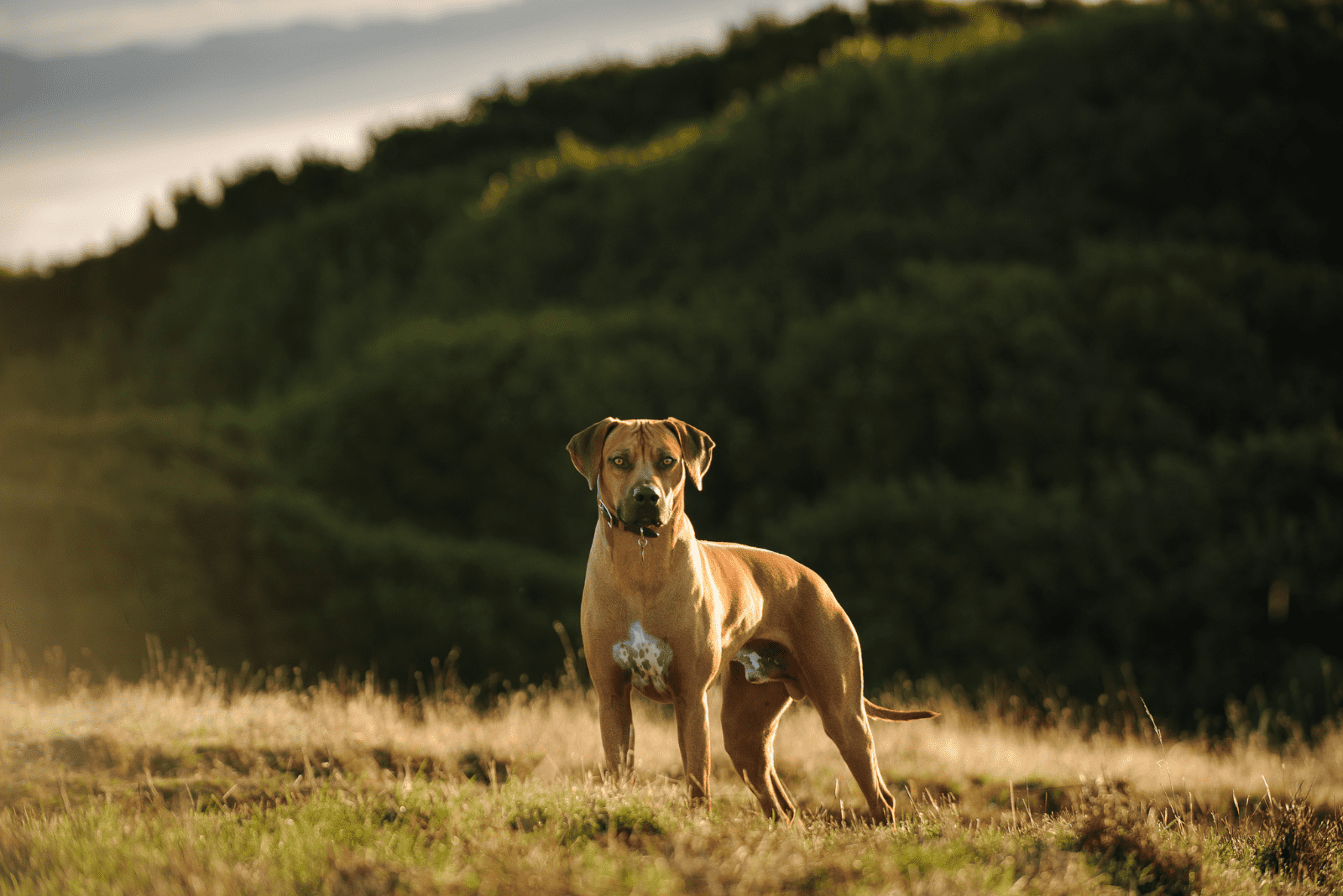 Rhodesian Ridgeback standing in a field