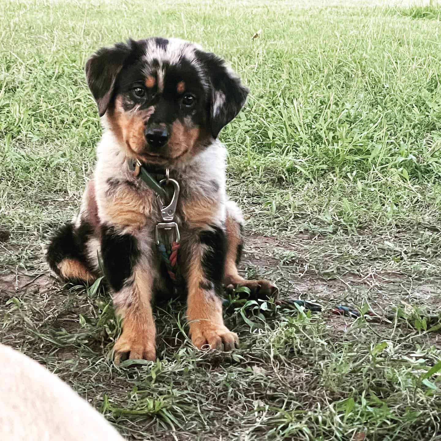 Rottweiler Catahoula Mix