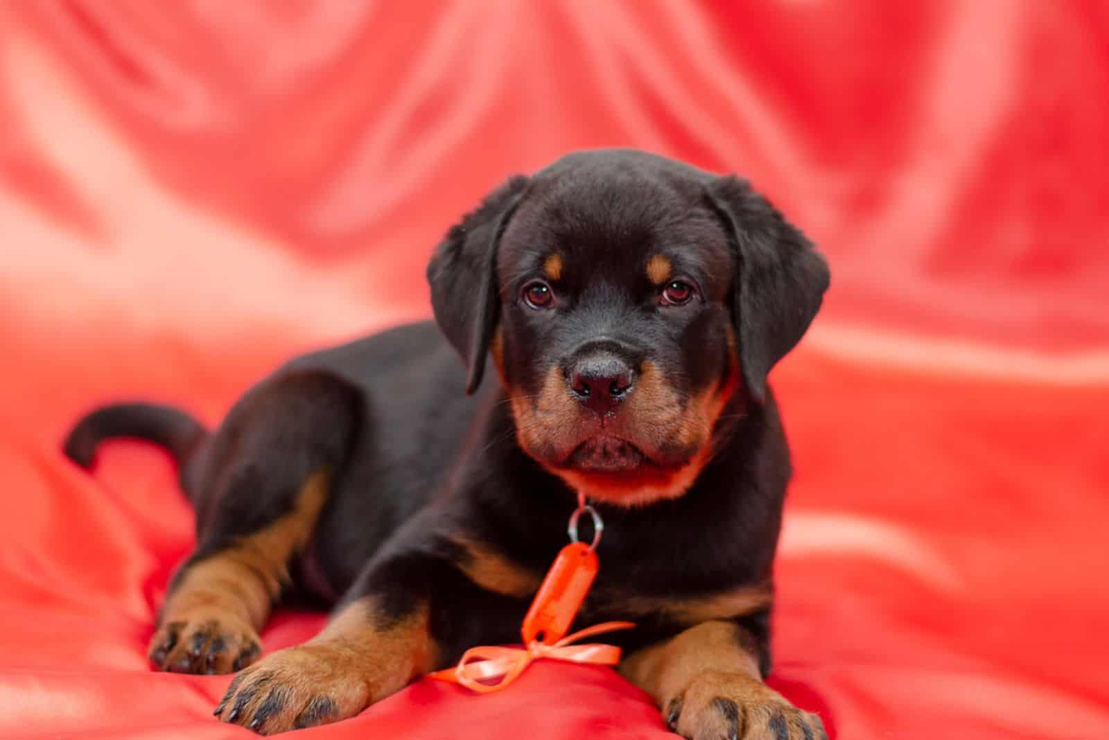 Rottweiler puppy on a red background