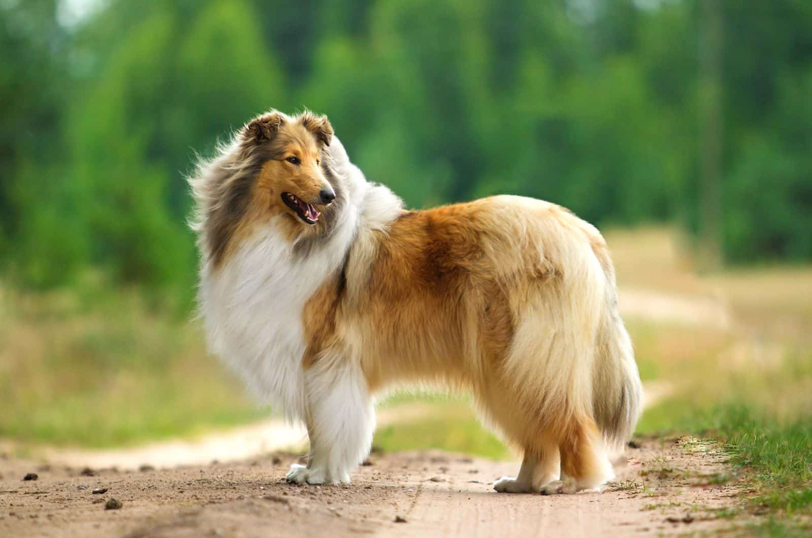 Rough Collie standing outside