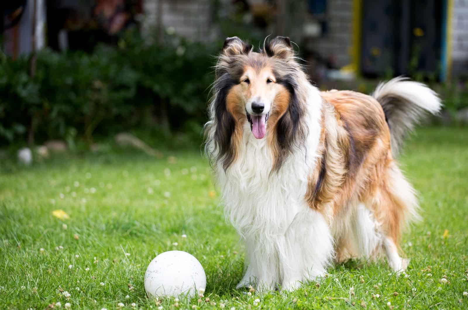 Rough Collie playing with ball