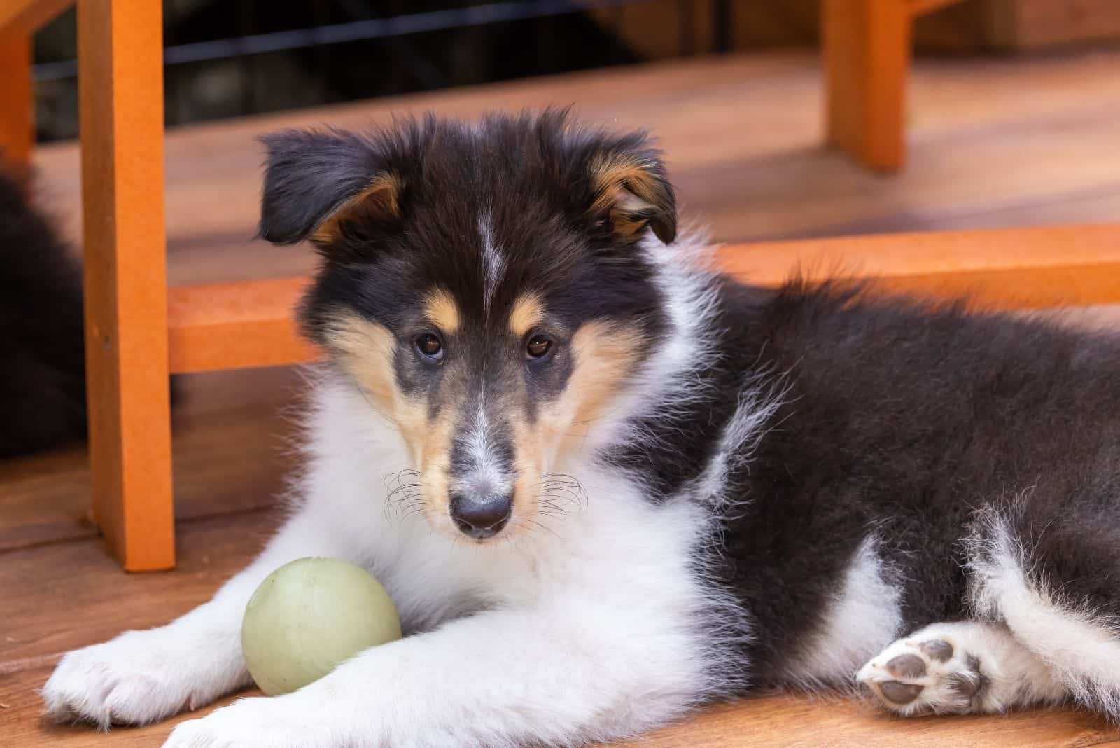 Rough Collie puppy lies next to the ball