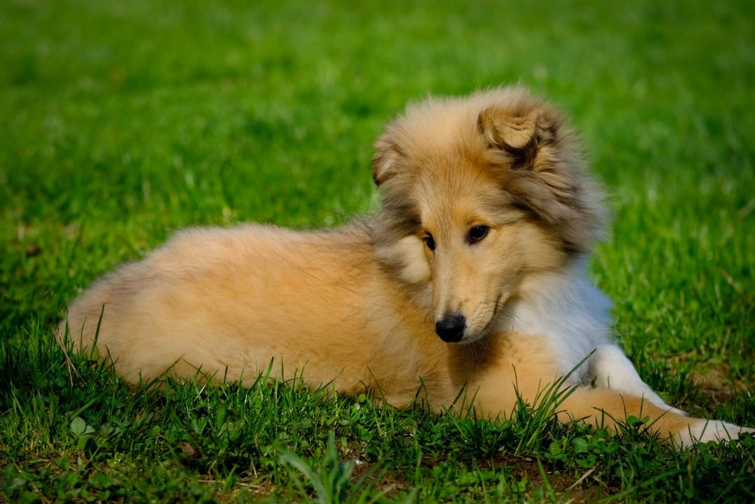 6 Rough Collie Breeders To Find Your Own Lassie